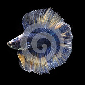 Doubletail Betta