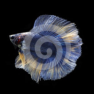 Doubletail Betta
