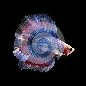 Doubletail Betta