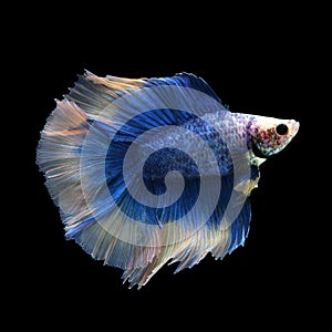 Doubletail Betta