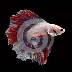 Doubletail Betta on black background.