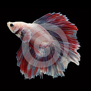Doubletail Betta on black background.