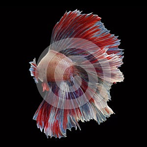 Doubletail Betta on black background.