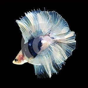 Doubletail Betta on black background. Beautiful fish.