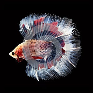 Doubletail Betta on black background. Beautiful fish.