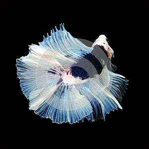 Doubletail Betta on black background. Beautiful fish.