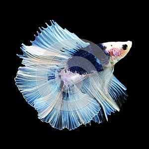 Doubletail Betta on black background. Beautiful fish.