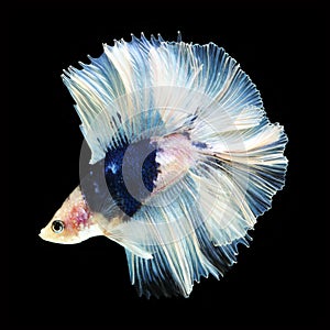 Doubletail Betta on black background. Beautiful fish.