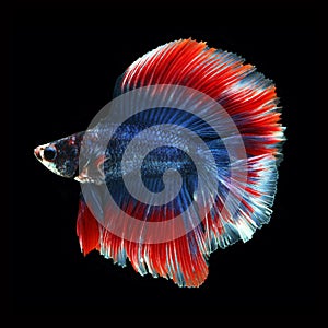 Doubletail Betta on black background. Beautiful fish.