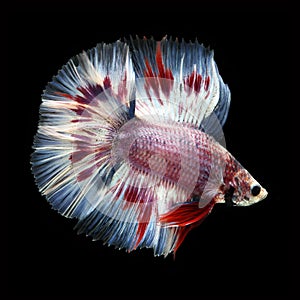 Doubletail Betta on black background. Beautiful fish.
