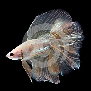 Doubletail Betta Male