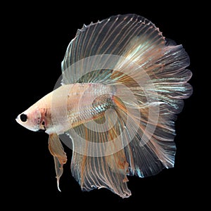 Doubletail Betta Male