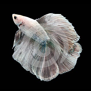 Doubletail Betta Male