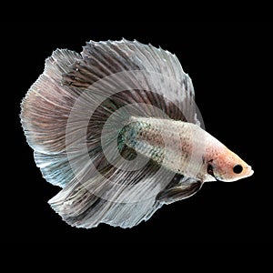 Doubletail Betta Male