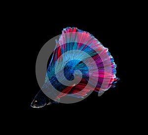 Doubletail colorful blue and red half moon Siamese fighting fish isolated on black background