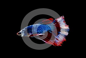 Doubletail colorful blue and red half moon Siamese fighting fish isolated on black background