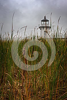 Doubling Point Lighthouse Over Cattails Vertical