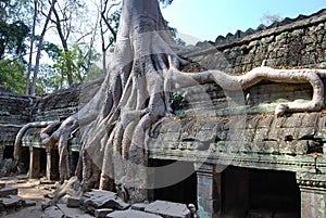 Doubling of roots. Ta Prohm temple