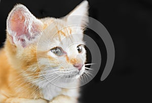 Doubtful oragne little kitten cat lie on wooden floor closeup i