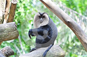 Douc Langur