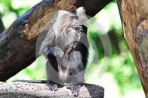 Douc langur