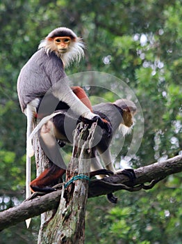 Douc Langur