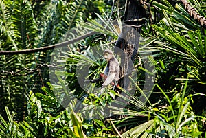 Douc Langur