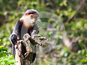 Douc Langur