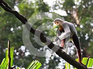 Douc Langur