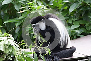 A Douc Langur eating some leaves from a plant