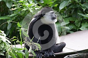 A Douc Langur eating some leaves from a plant