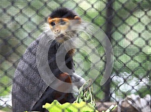 Douc Langur Monkey