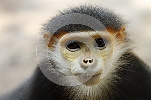 Douc Langur monkey