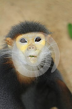 Douc Langur monkey