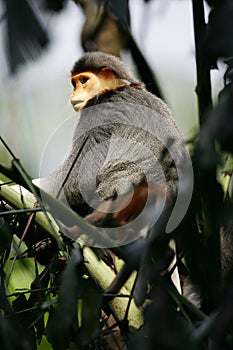 Douc Langur Monkey