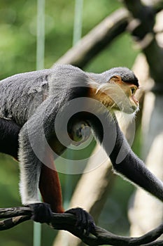 Douc Langur Monkey