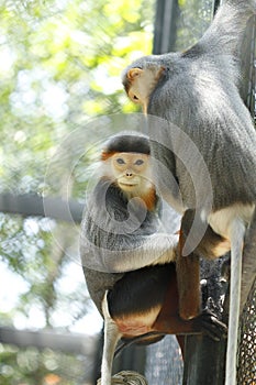 Douc Langur monkey close-up