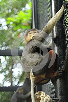 Douc Langur monkey close-up