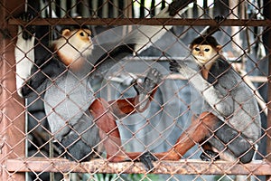 Douc langurs in a cage