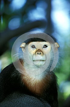 Douc Monkey, pygathrix nemaeus, Portrait of Adult