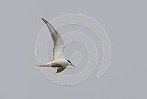 Dougalls Stern, Roseate Tern, Sterna dougallii