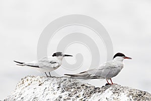 Dougalls Stern, Roseate Tern, Sterna dougallii