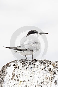 Dougalls Stern, Roseate Tern, Sterna dougallii