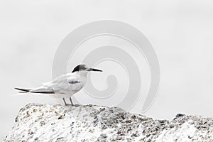 Dougalls Stern, Roseate Tern, Sterna dougallii