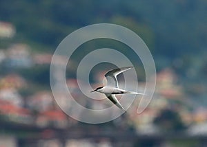 Dougalls Stern, Roseate Tern, Sterna dougallii