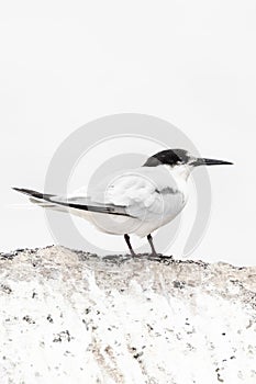 Dougalls Stern, Roseate Tern, Sterna dougallii