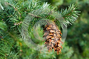 Douglas fir cones photo