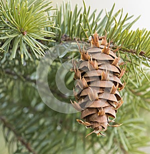 Douglas fir evergreen cone on branch of tree