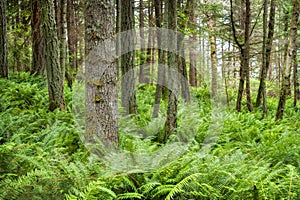 Douglas Fir Forest in the Pacific Northwest.