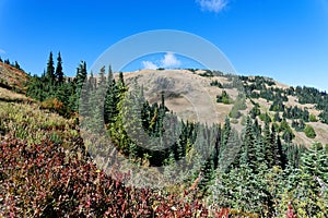 Douglas Fir forests on the Hurricane Hill Trail